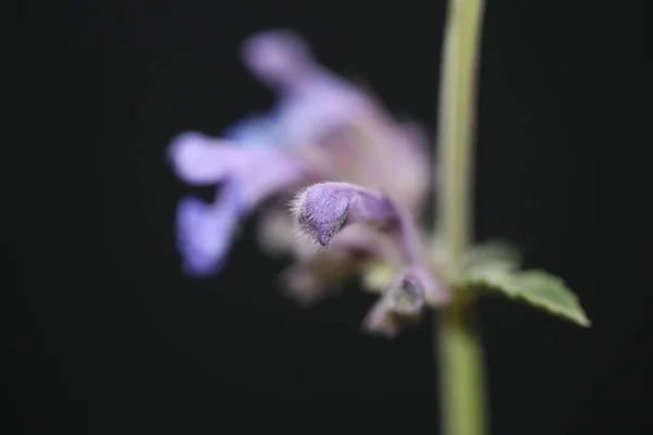 Flor Púrpura Silvestre Flor Primer Plano Nepeta Grandiflora Familia Lamaiaceae — Foto de Stock