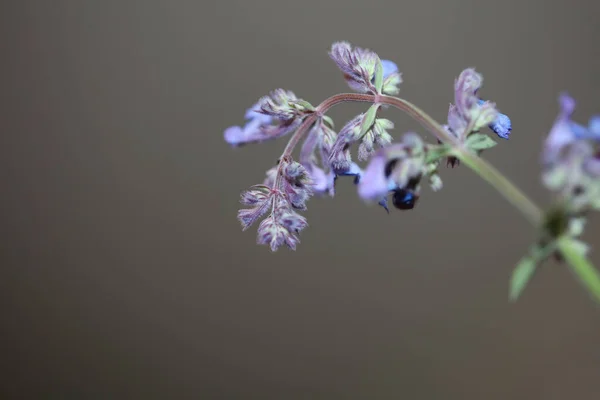 Дикий Фиолетовый Цветок Цветение Закрыть Nepeta Grandiflora Семьи Lamaiaceae Ботанический — стоковое фото