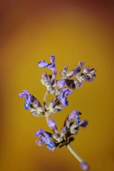 Dziki Purpurowy Kwiat Kwiat Zbliżenie Nepeta Grandiflora Rodzina Lamaiaceae Botaniczne — Zdjęcie stockowe