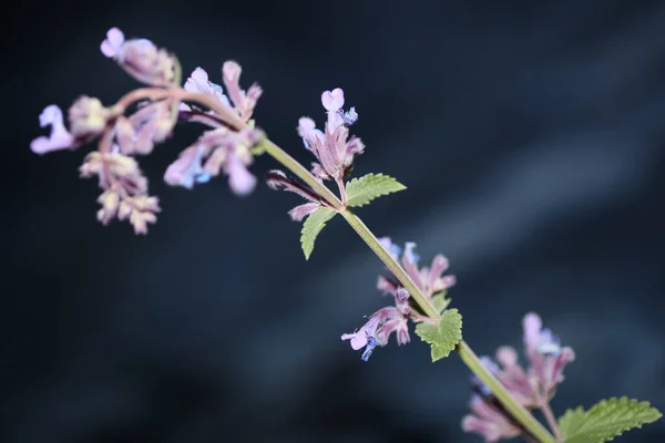 Wild Purple Flower Blossom Close Nepeta Grandiflora Family Lamaiaceae Botanical — Stock Photo, Image