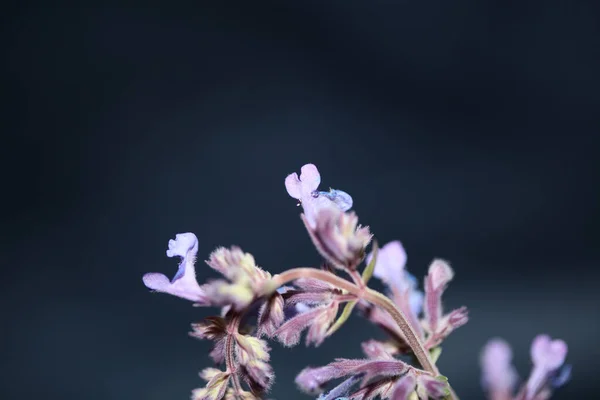 Fiori Viola Selvatici Fiore Vicino Nepeta Grandiflora Famiglia Lamaiaceae Sfondo — Foto Stock