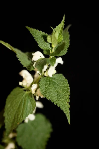 Flor Blanca Salvaje Flor Primer Plano Lamium Álbum Familia Lamiaceae —  Fotos de Stock