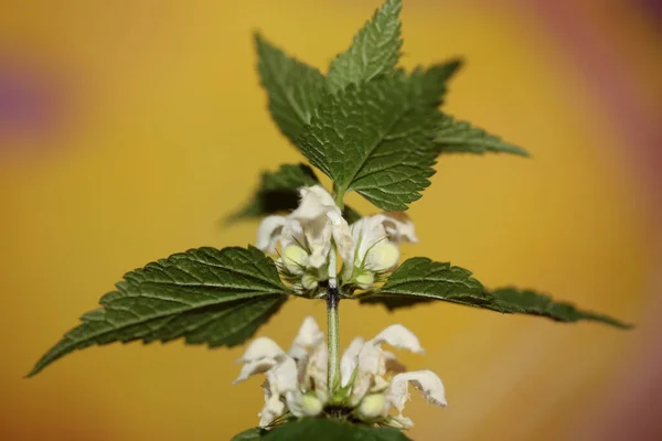 Flor Blanca Salvaje Flor Primer Plano Lamium Álbum Familia Lamiaceae —  Fotos de Stock