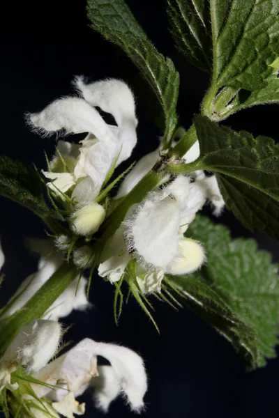 白い野生の花はラミアムアルバムを閉じます家族のラミアス科現代マクロ背景高品質の大きなサイズのプリント — ストック写真