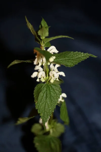 Flor Blanca Salvaje Flor Primer Plano Lamium Álbum Familia Lamiaceae —  Fotos de Stock