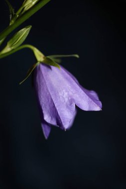 Yabani mor çiçek. Campanula persicifolia familyası. Arka planda yüksek kalite.