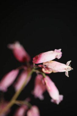 Pembe çiçek çiçeği yakın plan dicentra formosa familyası papaveraceae yüksek kalite büyük boy baskılar