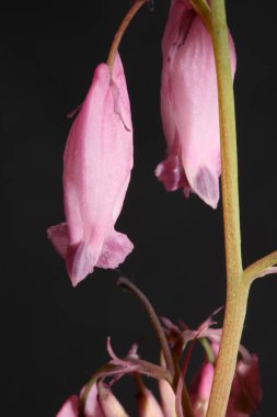 Pembe çiçek çiçeği yakın plan dicentra formosa familyası papaveraceae yüksek kalite büyük boy baskılar