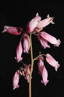 Pembe çiçek çiçeği yakın plan dicentra formosa familyası papaveraceae yüksek kalite büyük boy baskılar