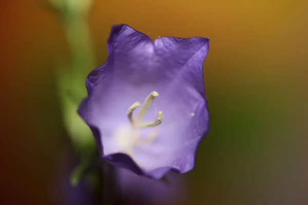 Дикий Фіолетовий Квітковий Цвіт Крупним Планом Campanula Persicifolia Family Campanulaceae — стокове фото