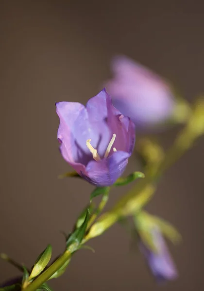 Dziki Fioletowy Kwiat Kwiat Zbliżyć Campanula Persicifolia Rodzina Campanulaceae Wysokiej — Zdjęcie stockowe