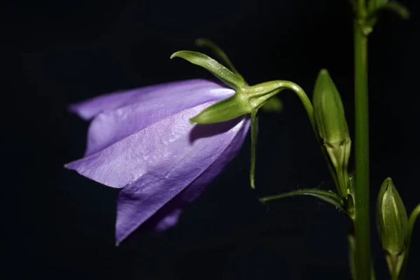 Dziki Fioletowy Kwiat Kwiat Zbliżyć Campanula Persicifolia Rodzina Campanulaceae Wysokiej — Zdjęcie stockowe