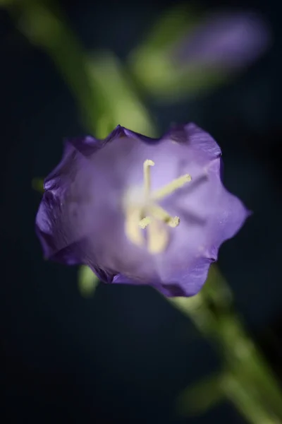 Dziki Fioletowy Kwiat Kwiat Zbliżyć Campanula Persicifolia Rodzina Campanulaceae Wysokiej — Zdjęcie stockowe