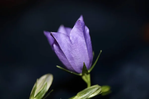 Wild Purple Flower Blossom Close Campanula Persicifolia Family Campanulaceae High — Stock Photo, Image