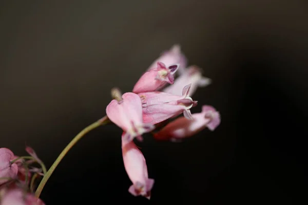Άγρια Μοβ Άνθη Λουλουδιών Close Campanula Persicifolia Family Campanulaceae Υψηλής — Φωτογραφία Αρχείου