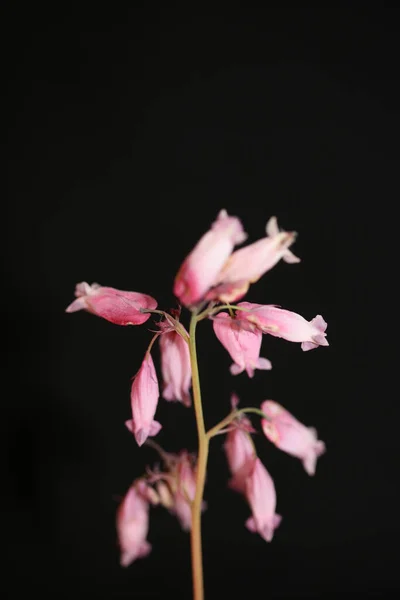 Flor Rosa Flor Primer Plano Fondo Dicentra Formosa Familia Papaveraceae —  Fotos de Stock