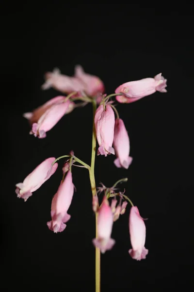 Rózsaszín Virág Virágzás Közelről Háttér Dicentra Formosa Család Papaveraceae Kiváló — Stock Fotó