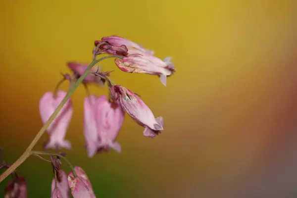 Różowy Kwiat Kwiat Zbliżenie Tło Dicentra Formosa Rodzina Papapaveraceae Wysokiej — Zdjęcie stockowe