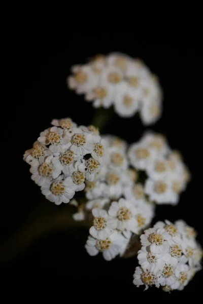 Hvite Blomsterblomster Som Ligger Tett Inntil Bakgrunnen Til Akillellea Millefolium – stockfoto