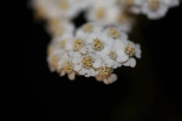 Белый Цветок Цветения Закрыть Задний План Ахиллея Millefolium Семьи Compositae — стоковое фото