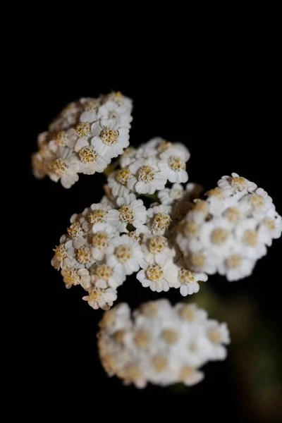 Biały Kwiat Kwiat Zbliżenie Tło Achillea Millefolium Rodzina Compositae Wysokiej — Zdjęcie stockowe