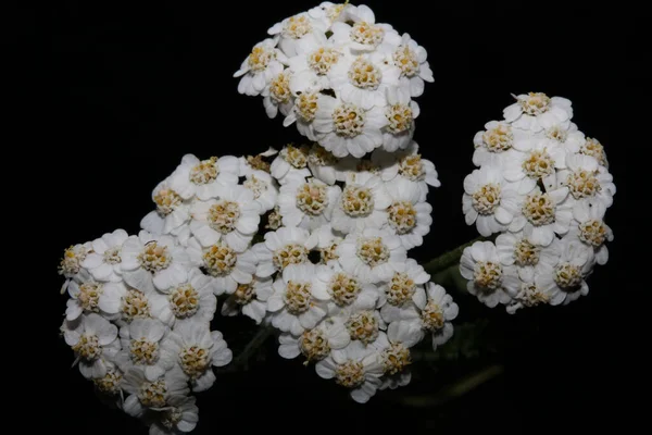 Biały Kwiat Kwiat Zbliżenie Tło Achillea Millefolium Rodzina Compositae Wysokiej — Zdjęcie stockowe