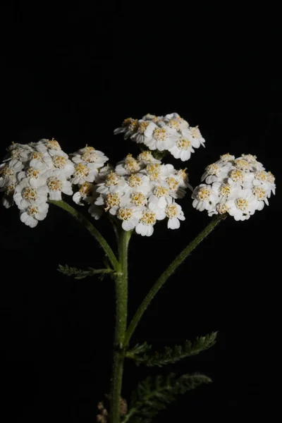 Biały Kwiat Kwiat Zbliżenie Tło Achillea Millefolium Rodzina Compositae Wysokiej — Zdjęcie stockowe