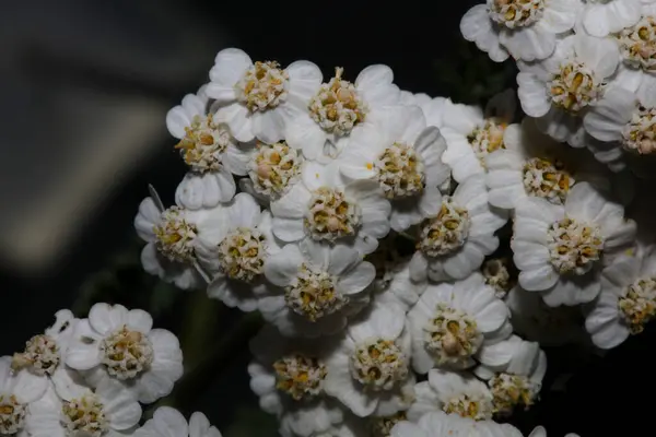 Fehér Virág Virág Virág Közelről Háttér Achillea Millefolium Család Kompozitok — Stock Fotó