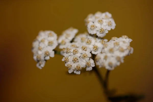 Biały Kwiat Kwiat Zbliżenie Tło Achillea Millefolium Rodzina Compositae Wysokiej — Zdjęcie stockowe