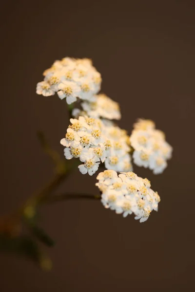 Biały Kwiat Kwiat Zbliżenie Tło Achillea Millefolium Rodzina Compositae Wysokiej — Zdjęcie stockowe