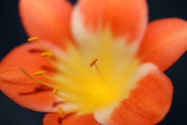 Portakal çiçeği, arka planda, minyatür aile amarillidaceae yüksek kalite büyük boy baskılar aracılığıyla yaklaşır.