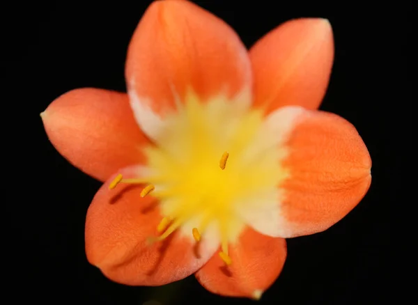 Fleur Oranger Close Background Clivia Miniata Famille Amaryllidaceae Impressions Grande — Photo