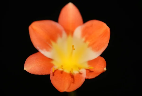 Fleur Oranger Close Background Clivia Miniata Famille Amaryllidaceae Impressions Grande — Photo