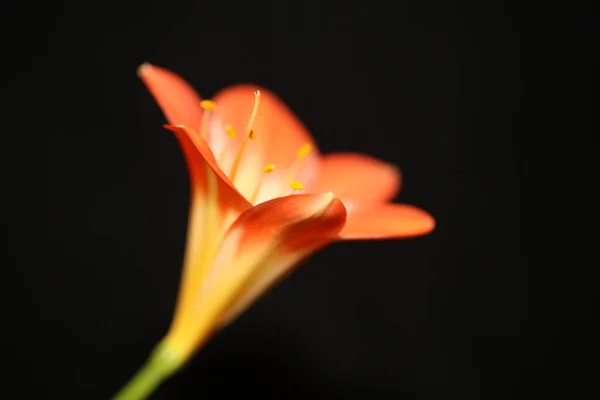 Flor Flor Laranjeira Close Fundo Clivia Miniata Família Amaryllidaceae Alta — Fotografia de Stock