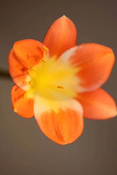 Fiore Arancio Fiore Primo Piano Sfondo Clivia Miniata Famiglia Amaryllidaceae — Foto Stock
