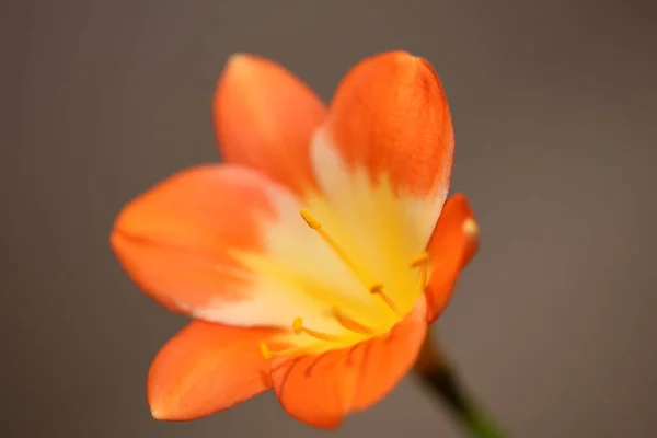 Fiore Arancio Fiore Primo Piano Sfondo Clivia Miniata Famiglia Amaryllidaceae — Foto Stock