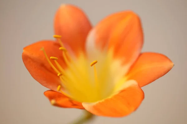 Orange Flower Blossom Close Background Clivia Miniata Family Amaryllidaceae High — Stock Photo, Image