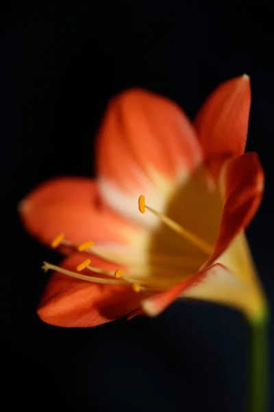 Orange Flower Blossom Close Background Clivia Miniata Family Amaryllidaceae High — Stock Photo, Image