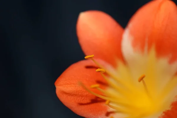 Fleur Oranger Close Background Clivia Miniata Famille Amaryllidaceae Impressions Grande — Photo