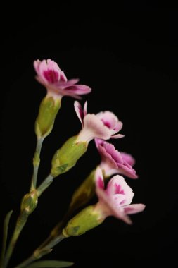 Çiçek çiçeği, dianthus caryophyllus ailesi caryophylceae modern arka plan, yüksek kalite, büyük boy baskılar.