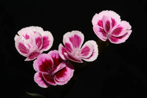 Çiçek çiçeği, dianthus caryophyllus ailesi caryophylceae modern arka plan, yüksek kalite, büyük boy baskılar.