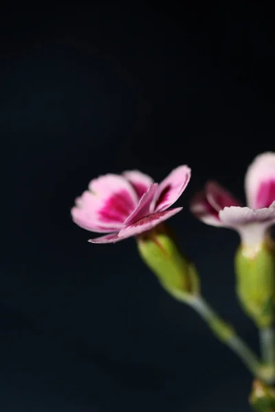 Bunga Mekar Menutup Keluarga Dianthus Caryophyllus Caryophyllaceae Latar Belakang Modern — Stok Foto