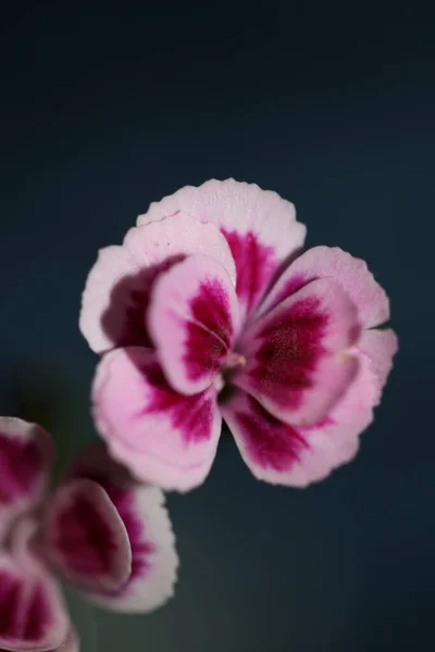 Flor Flor Primer Plano Dianthus Caryophyllus Familia Caryophyllaceae Fondo Moderno — Foto de Stock