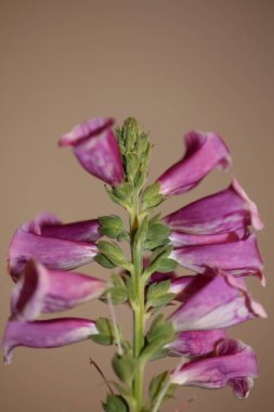 Mor çiçek çiçeği arka planda yakın plan dijitalis purpurea aile plantaginaceae yüksek kalite büyük boy baskılar