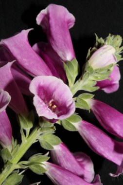 Mor çiçek çiçeği arka planda yakın plan dijitalis purpurea aile plantaginaceae yüksek kalite büyük boy baskılar