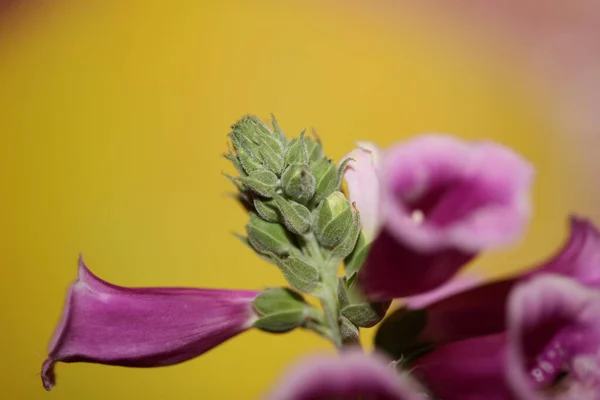 Fialové Květy Květ Zblízka Pozadí Digitalis Purpurea Rodina Plantaginaceae Vysoká — Stock fotografie