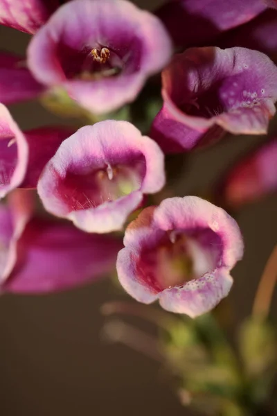 Flor Púrpura Flor Primer Plano Fondo Digitalis Purpurea Familia Plantaginaceae — Foto de Stock