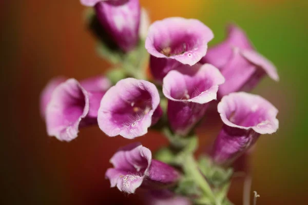 Fialové Květy Květ Zblízka Pozadí Digitalis Purpurea Rodina Plantaginaceae Vysoká — Stock fotografie