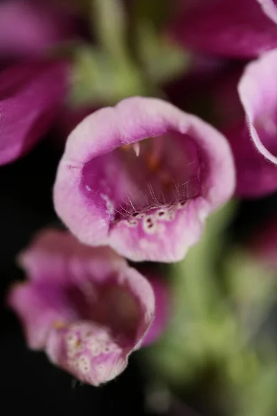 紫色の花が花を閉じます背景デジタル純粋な尿素科植物高品質の大きなサイズのプリント — ストック写真