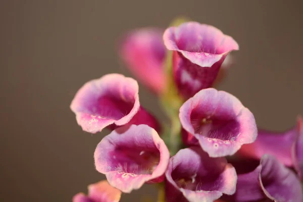 Fioletowy Kwiat Kwiat Zbliżyć Tło Digitalis Purpurea Rodzina Plantaginaceae Wysokiej — Zdjęcie stockowe